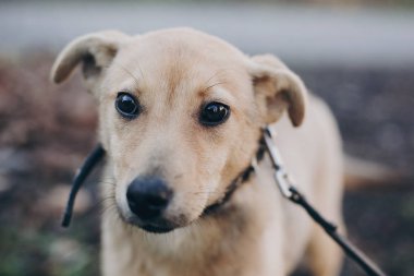 Hüzünlü siyah gözleri ve duyguları Park ile şirin golden köpek portresi. Köpek barınağı. Evsiz köpek şehir sokak yürüyüş korkuttu. Evlat edinme kavramı.