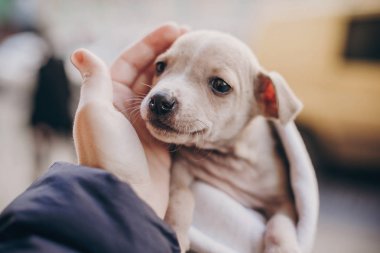 Sonbahar parkında sıcak battaniye içinde şirin bir teriyeci köpeği. Şehir caddesinde korkmuş evsiz bej köpek yavrusuna el ele sarılmak. Evlat edinme konsepti. Köpek barınağı.