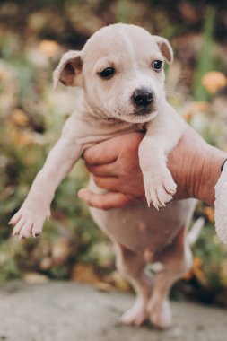 Şirin küçük holding eller terrier köpek yavrusu sonbahar park personel. Sevecen kişi evsiz bej köpek yavrusu şehir sokak korkuttu. Evlat edinme kavramı. Köpek barınağı.