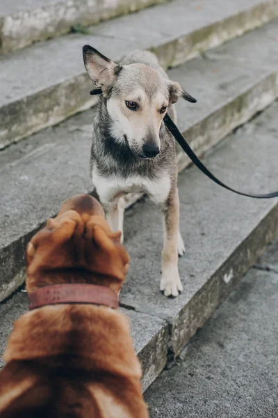 Two Dogs Talking Street Cute Brown Sharpei Scared Grey Stray — Stock Photo, Image