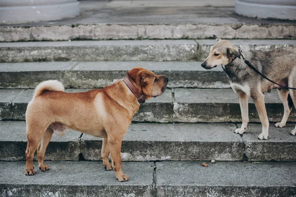 Две Собаки Разговаривают Улице Симпатичный Коричневый Шарпей Напуганный Серый Бродячий — стоковое фото
