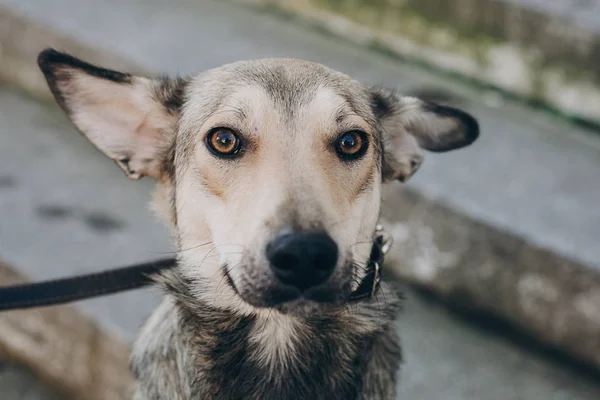 街でかわいい灰色犬の肖像画 悲しそうな目と感情街を歩いて 家を探している野良犬を怖がっています 採用コンセプト — ストック写真