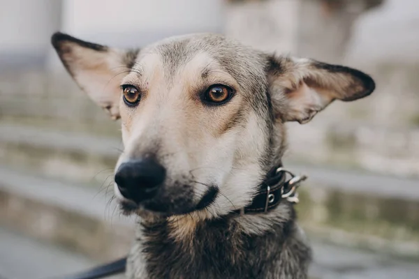 可爱的灰色狗在城市街道的肖像 害怕流浪狗与悲伤的眼睛和情绪走在城市街道上 寻找家 采用概念 — 图库照片