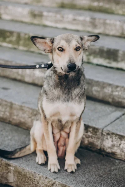 Scared Pregnant Dog Sad Eyes Emotions Sitting City Street Adoption — Stock Photo, Image