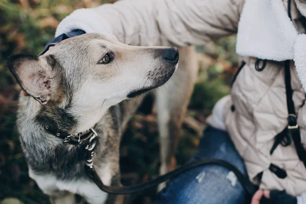 Person caressing cute gray dog with sad eyes and emotions in park. Dog shelter. Adoption concept. Woman petting scared dog in city street.