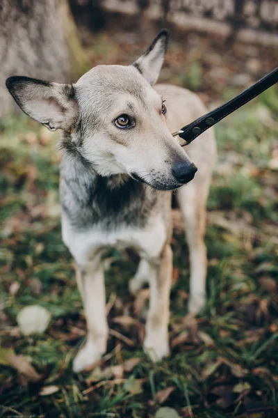 Przestraszony Bezpański Pies Smutne Oczy Emocje Chodzenie Ulicy Miasta Przyjęcie — Zdjęcie stockowe