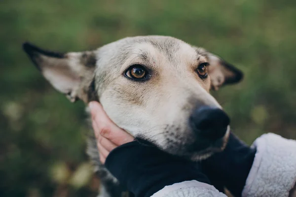 人馴致かわいい灰色犬の悲しい目と公園で感情 犬の避難所 採用コンセプトです 女性ふれあいの街で犬を怖がっています — ストック写真