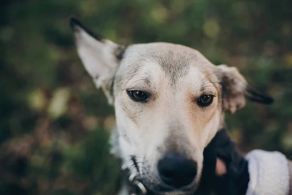 Personne Caressant Chien Gris Mignon Avec Des Yeux Tristes Des — Photo