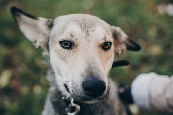 人馴致かわいい灰色犬の悲しい目と公園で感情 犬の避難所 採用コンセプトです 女性ふれあいの街で犬を怖がっています — ストック写真