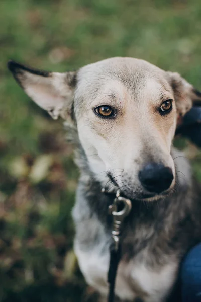 Portrait Cute Gray Dog Sad Eyes Emotions Park Dog Shelter — Stock Photo, Image