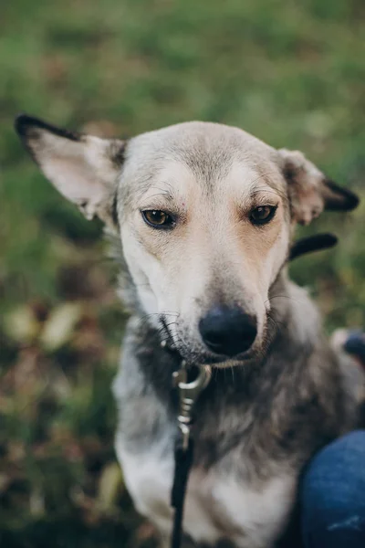 Portrait Cute Gray Dog Sad Eyes Emotions Park Dog Shelter — Stock Photo, Image