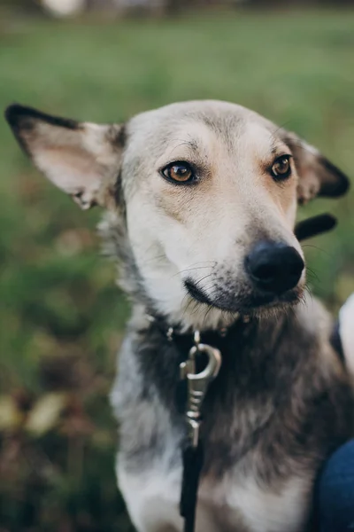 Portrait of cute gray dog with sad eyes and emotions in park. Dog shelter. Scared dog sitting in city street. Adoption concept.