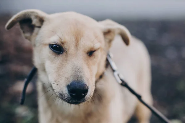 かわいいゴールデンの子犬の黒い目と公園で感情 まばたき の肖像画 犬の避難所 街のホームレスの犬歩行を怖がらせた 採用コンセプト — ストック写真