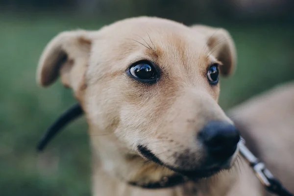 Portrait of cute golden puppy with sad black eyes and emotions in park. Dog shelter. Scared homeless doggy walking in city street. Adoption concept.