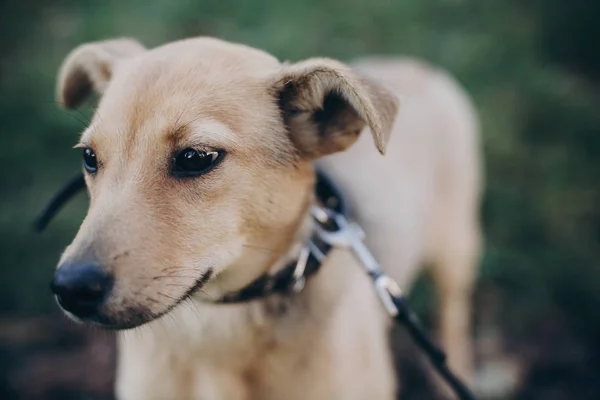 Hüzünlü Siyah Gözleri Duyguları Park Ile Şirin Golden Köpek Portresi — Stok fotoğraf