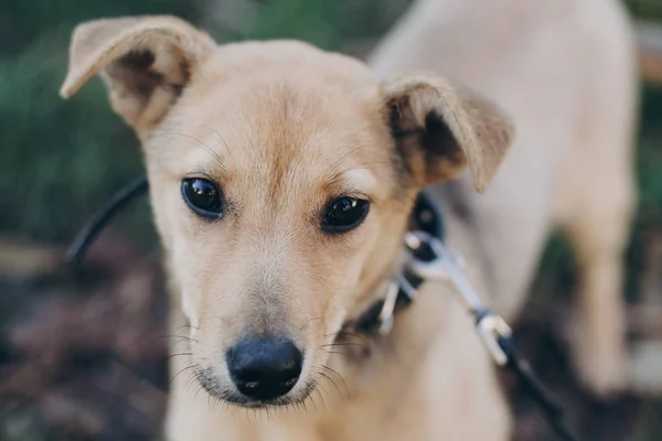 Portret Cute Puppy Złoty Smutny Czarne Oczy Emocje Parku Schronienie — Zdjęcie stockowe