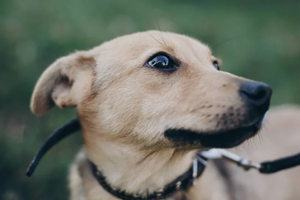 悲しい黒い目と公園で感情かわいいゴールデンの子犬の肖像画 犬の避難所 街のホームレスの犬歩行を怖がらせた 採用コンセプト — ストック写真