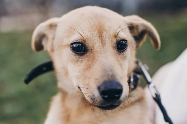 Portrait of cute golden puppy with sad black eyes and emotions in park. Dog shelter. Scared homeless doggy walking in city street. Adoption concept.