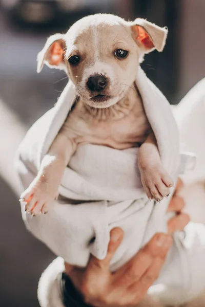 Cute Little Staff Terrier Puppy Cozy Warm Blanket Autumn Park — Stock Photo, Image