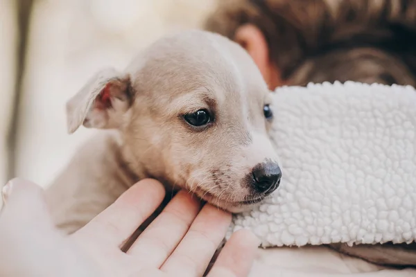 Cute Little Staff Terrier Puppy Cozy Warm Blanket Autumn Park — Stock Photo, Image