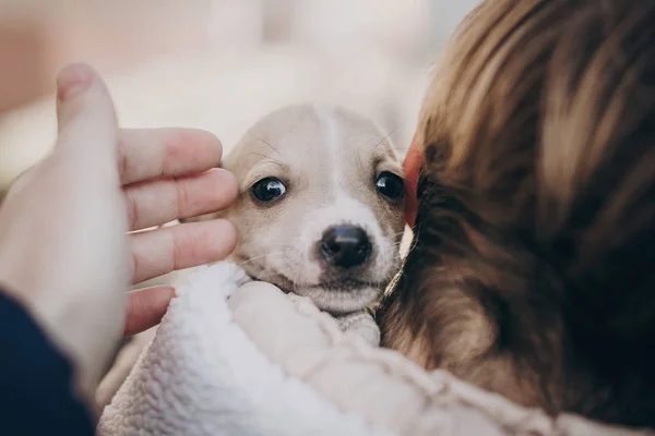 Cãozinho Terrier Pessoal Pequeno Bonito Cobertor Quente Acolhedor Parque Outono — Fotografia de Stock