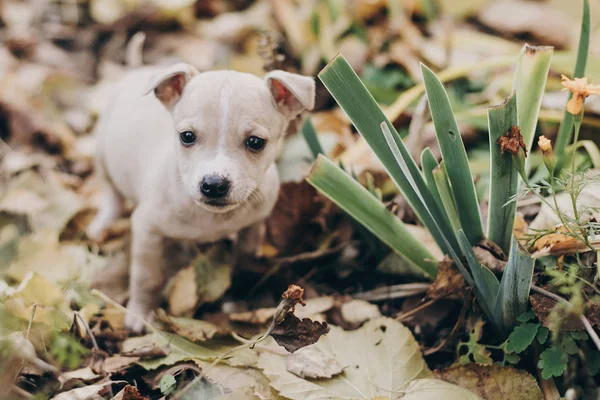 Lindo Perrito Paseando Parque Otoño Asustado Personal Sin Hogar Terrier — Foto de Stock