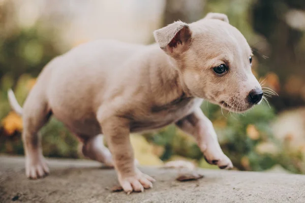 Cute Little Puppy Walking Autumn Park Scared Homeless Staff Terrier — Stock Photo, Image