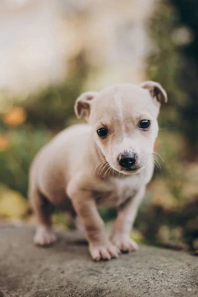 Cute Little Staff Terrier Puppy Walking Autumn Park Scared Homeless — Stock Photo, Image