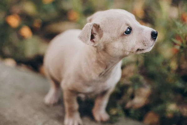 Niedlichen Kleinen Welpen Beim Spazierengehen Herbst Park Verängstigte Mitarbeiter Terrier — Stockfoto