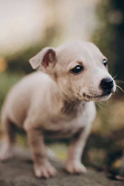 Niedlichen Kleinen Welpen Beim Spazierengehen Herbst Park Verängstigte Mitarbeiter Terrier — Stockfoto