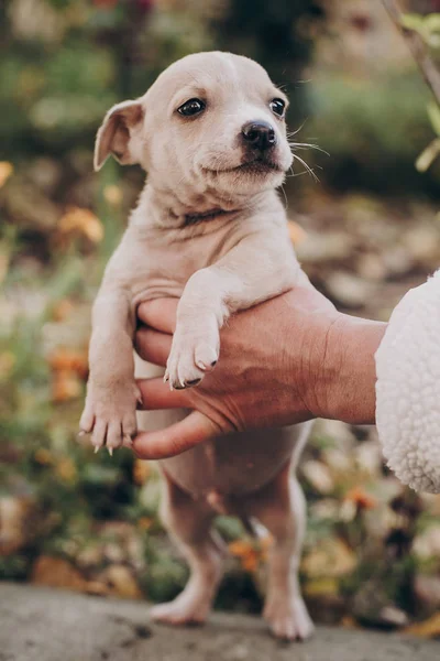 Şirin Küçük Holding Eller Terrier Köpek Yavrusu Sonbahar Park Personel — Stok fotoğraf