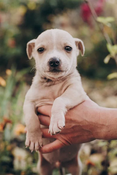 Handen Met Schattige Weinig Personeel Terriër Pup Herfst Park Persoon — Stockfoto