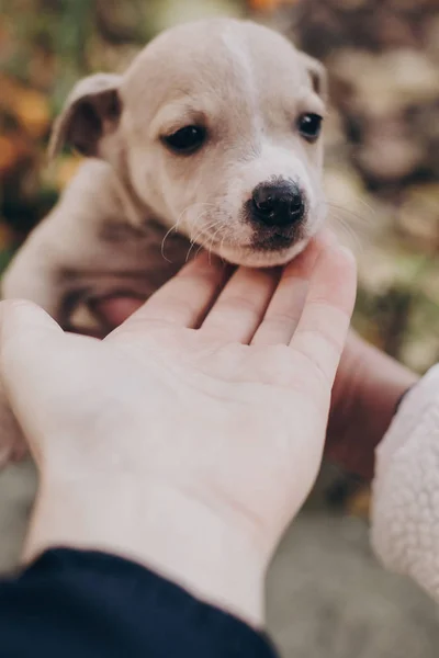 Mãos Segurando Filhote Cachorro Pequeno Pessoal Bonito Terrier Parque Outono — Fotografia de Stock