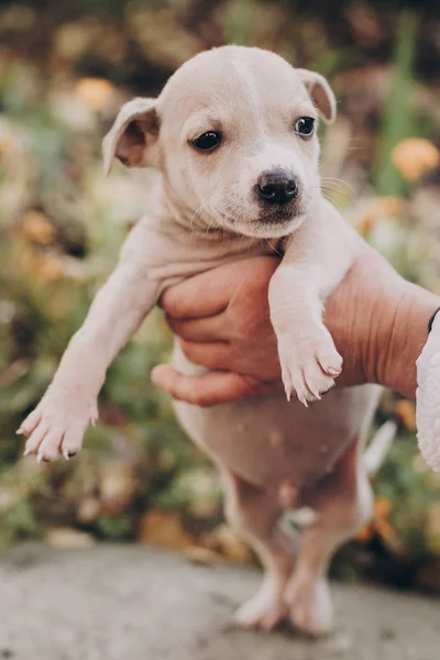 Hands Holding Cute Little Staff Terrier Puppy Autumn Park Person — Stock Photo, Image