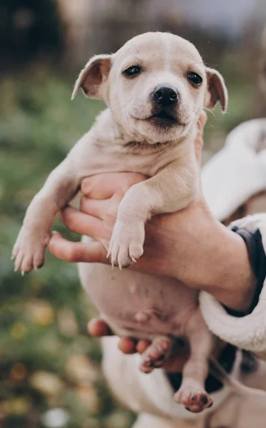 Hände Halten Niedliche Kleine Staff Terrier Welpen Herbst Park Person — Stockfoto
