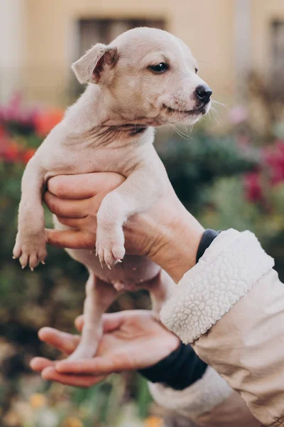 Hands Holding Cute Little Staff Terrier Puppy Autumn Park Person — Stock Photo, Image