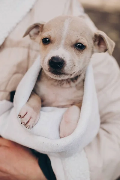 Cãozinho Terrier Pessoal Pequeno Bonito Cobertor Quente Acolhedor Parque Outono — Fotografia de Stock