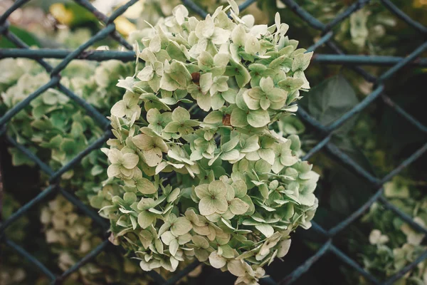 Hydrangea Hijau Putih Yang Indah Pagar Pedesaan Tua Dalam Cahaya — Stok Foto