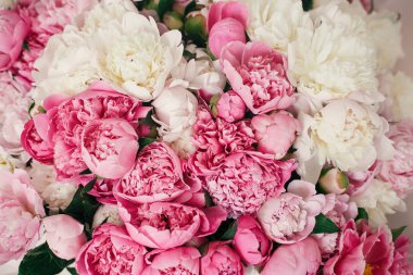 Peonies desen duvar kağıdı. Büyük şık pembe ve beyaz şakayık buket kapatın. Mutlu anneler günü. Sevgililer günü. Aroma kokusu kavramı. Uluslararası Kadınlar günü.