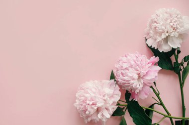 Şık peonies düz yatıyordu. Pembe ve beyaz peonies metin için yer ile pastel pembe kağıt üzerinde kenarlık. Mutlu anneler günü, çiçek tebrik kartı mockup. Uluslararası Kadınlar günü. Sevgililer günü.