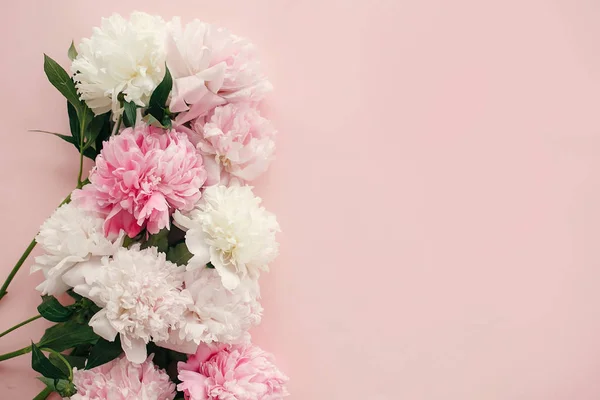 Şık Peonies Düz Yatıyordu Pembe Beyaz Peonies Metin Için Yer — Stok fotoğraf