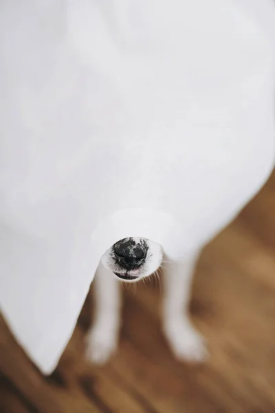 Dog nose under white curtains at window in home. Cute funny dog hiding under curtains, curious black nose close up. Copy space. Adoption concept. Funny playful moment