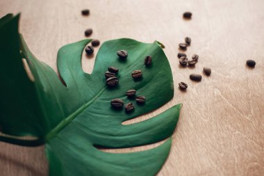 Kavrulmuş kahve çekirdekleri rustik ahşap ışık yeşil monstera yaprağı üzerinde şık görüntüsü. Eko kahve fasulye kavramı, enerji ve aroma ile sabah sıcak içecek. Uzay kopyalayın. Yeşil doğal teknoloji