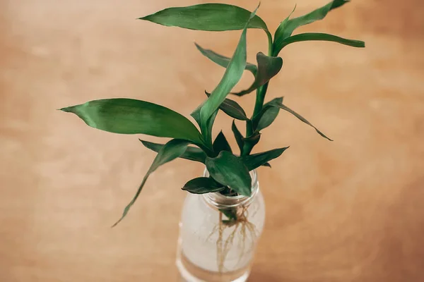 Grön Bambu Blad Bambuträd Glasburk Rustika Trä Ovanifrån Med Kopia — Stockfoto