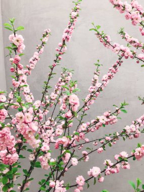 Güzel sakura bloom şehirdeki sokak. Arka plan üzerinde genç ağaç dallarında gri duvar pembe sakura kiraz çiçekleri. Merhaba bahar. Mutlu anneler günü.