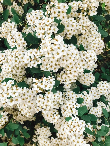 Свіжі Білі Квіти Зелене Листя Кущ Спіреї Красивий Ніжний Чагарник — стокове фото