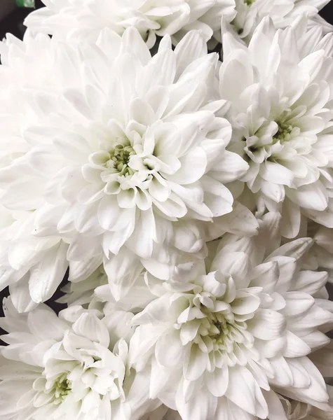 Hermosas Flores Crisantemo Blanco Cerca Patrón Flores Crisantemos Hola Primavera — Foto de Stock