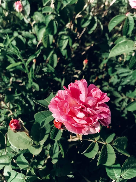 Rosas Rosadas Frescas Hojas Verdes Rosal Silvestre Hermoso Arbusto Tierno —  Fotos de Stock