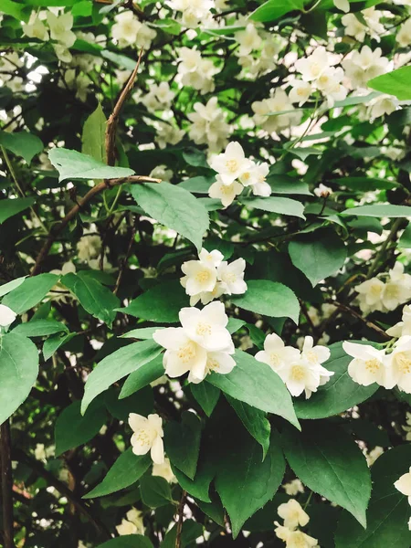 新鲜的白花和绿叶 茉莉花灌木 美丽柔嫩的灌木 花园里有鲜花 母亲节快乐 — 图库照片