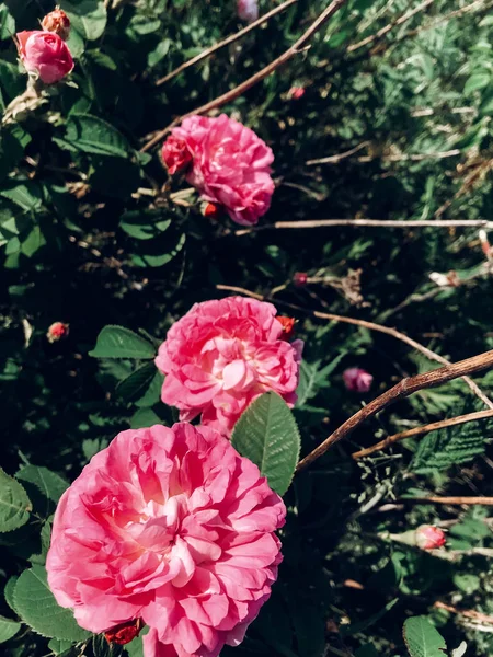 Mawar Merah Muda Segar Dan Daun Hijau Semak Mawar Liar — Stok Foto